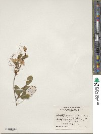 Rhododendron periclymenoides image