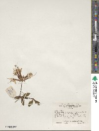 Rhododendron periclymenoides image