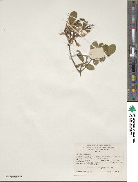 Rhododendron periclymenoides image