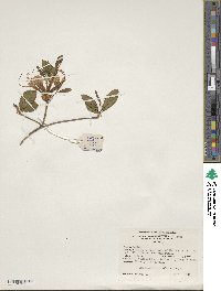Rhododendron periclymenoides image