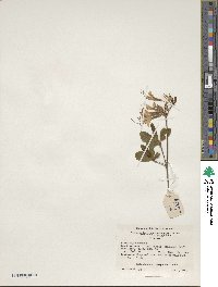 Rhododendron periclymenoides image