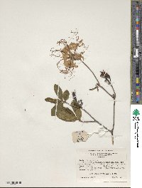 Rhododendron periclymenoides image