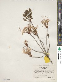 Rhododendron periclymenoides image