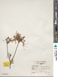 Rhododendron periclymenoides image