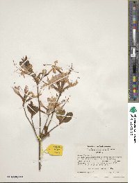 Rhododendron periclymenoides image