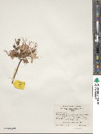 Rhododendron periclymenoides image