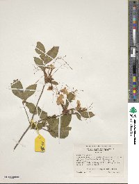 Rhododendron periclymenoides image