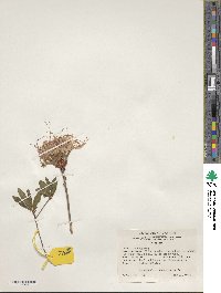 Rhododendron periclymenoides image