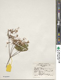Rhododendron periclymenoides image