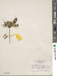 Rhododendron periclymenoides image