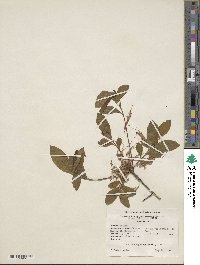 Rhododendron periclymenoides image