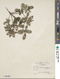 Rhododendron periclymenoides image