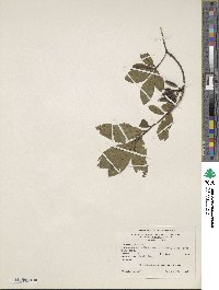 Rhododendron periclymenoides image