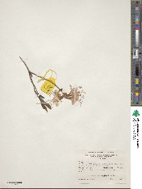 Rhododendron periclymenoides image