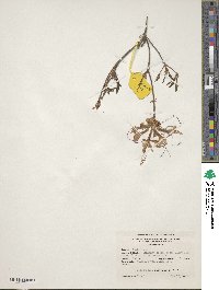 Rhododendron periclymenoides image