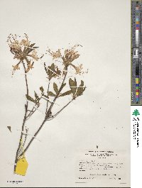 Rhododendron periclymenoides image