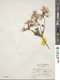 Rhododendron periclymenoides image