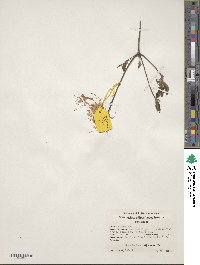 Rhododendron periclymenoides image