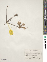 Rhododendron periclymenoides image