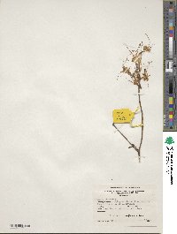 Rhododendron periclymenoides image
