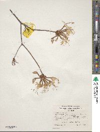 Rhododendron periclymenoides image