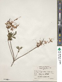 Rhododendron periclymenoides image