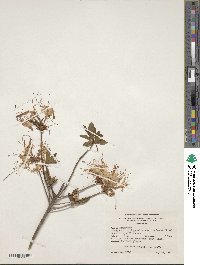Rhododendron periclymenoides image