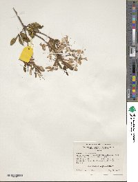 Rhododendron prinophyllum image