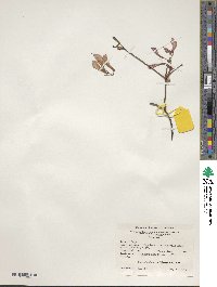 Rhododendron prinophyllum image