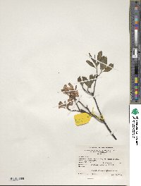 Rhododendron prinophyllum image