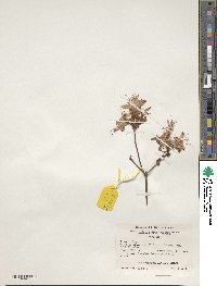 Rhododendron prinophyllum image