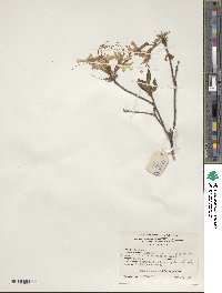 Rhododendron periclymenoides image