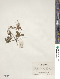 Rhododendron periclymenoides image