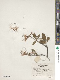 Rhododendron periclymenoides image
