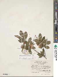 Rhododendron calendulaceum image