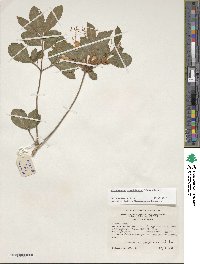 Rhododendron calendulaceum image