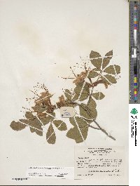 Rhododendron calendulaceum image