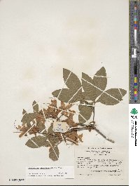 Rhododendron calendulaceum image
