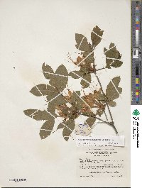 Rhododendron calendulaceum image