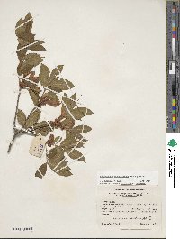 Rhododendron calendulaceum image