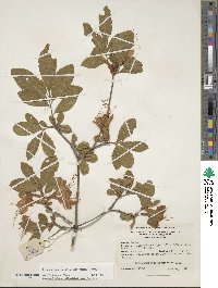 Rhododendron calendulaceum image