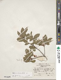 Rhododendron calendulaceum image