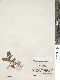Rhododendron calendulaceum image