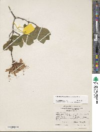 Rhododendron calendulaceum image