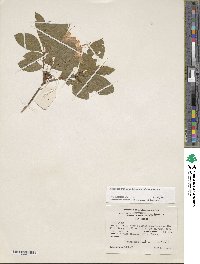 Rhododendron calendulaceum image