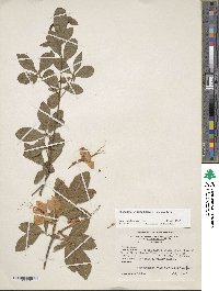 Rhododendron calendulaceum image
