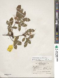 Rhododendron calendulaceum image