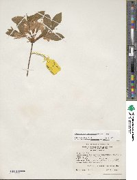 Rhododendron calendulaceum image