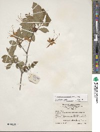 Rhododendron calendulaceum image