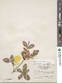 Rhododendron calendulaceum image